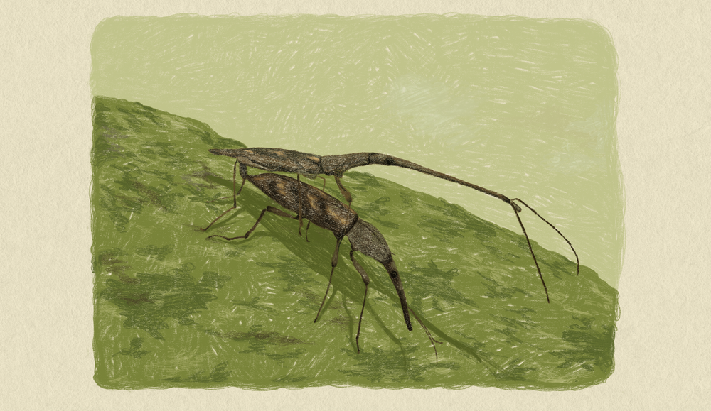 Weevil-Illustration-1.png